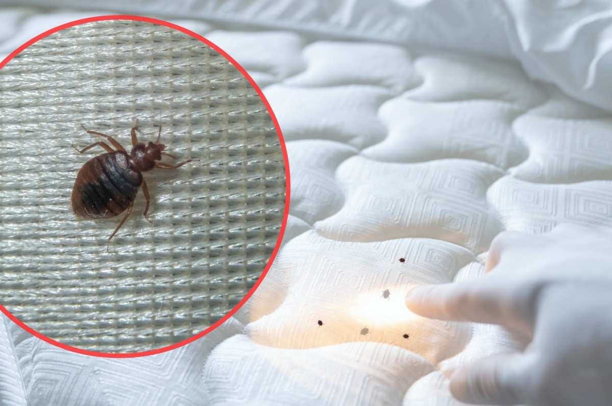Pluskwy hotel łóżko usuwanie pluskiew w hotelach